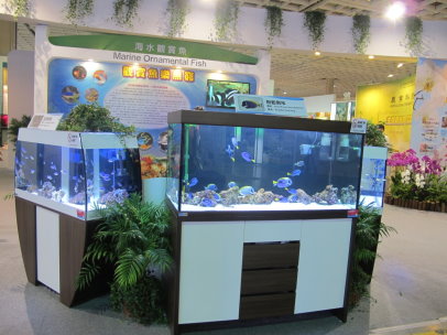海水觀賞魚區，展示 3 種三種高單價海水觀賞魚種（黑公子小丑魚、粉藍倒吊、斐濟雀鯛） 