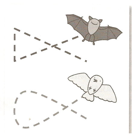 圖 2 蝙蝠與鳥飛行方式的差異 