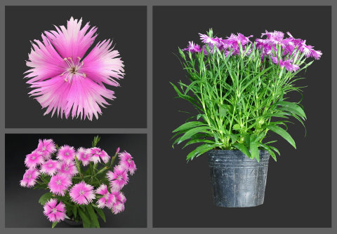 01 「臺東 1 號（香粉雲）」花朵特寫及盆花株形 