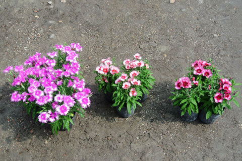 02 「臺東 1 號（香粉雲）」（左）與商業品種（中、右）之盆花株形比較 