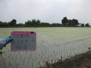 圖 1 以低救助額度水稻（ 1 萬 6 千元 / 每公頃）田區申報西瓜救助（ 6 萬元 / 每公頃） 