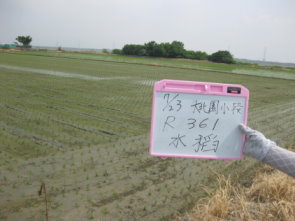 圖 1 以低救助額度水稻（ 1 萬 6 千元 / 每公頃）田區申報西瓜救助（ 6 萬元 / 每公頃） 