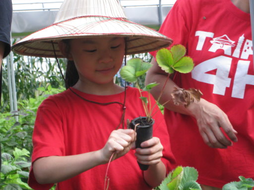 臺北市幼級會員認真的在為草莓苗移植 
