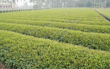 茶生產專業區生產栽培情形