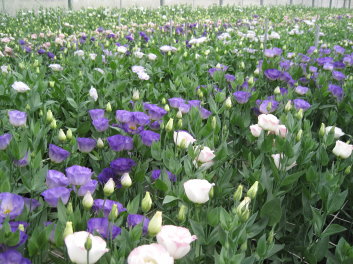 圖 1 洋桔梗色彩繽紛，瓶插壽命良好，極受國內外市場歡迎 