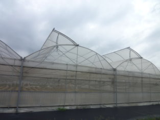 圖 2 嘉義縣新港鄉(左)及彰化縣永靖鄉(右)洋桔梗生產專區溫室設施 圖 2 嘉義縣新港鄉(左)及彰化縣永靖鄉(右)洋桔梗生產專區溫室設施