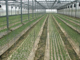 圖 2 嘉義縣新港鄉(左)及彰化縣永靖鄉(右)洋桔梗生產專區溫室設施 圖 2 嘉義縣新港鄉(左)及彰化縣永靖鄉(右)洋桔梗生產專區溫室設施