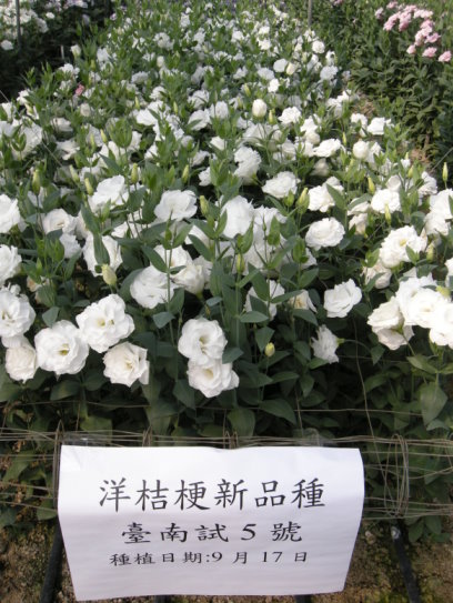 圖 4 臺南區農業改良場研發洋桔梗潛力新品種臺南 3 號、 5 號及 6 號 