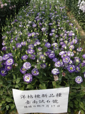 圖4 臺南區農業改良場研發洋桔梗潛力新品種臺南3號、5號及6號