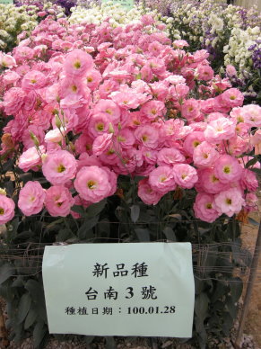 圖4 臺南區農業改良場研發洋桔梗潛力新品種臺南3號、5號及6號