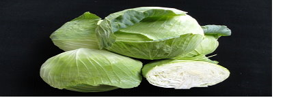 甘藍 “ 臺中 2 號 ” 葉球色澤亮麗、外型佳，中心柱短窄、球體蓬鬆 