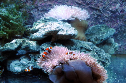 「優游魚博、魚樂生活」