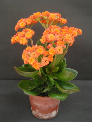 「桃園 4 號-橘兒」盆花及花序 「桃園 4 號-橘兒」盆花及花序