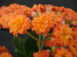 「桃園 4 號-橘兒」盆花及花序 「桃園 4 號-橘兒」盆花及花序