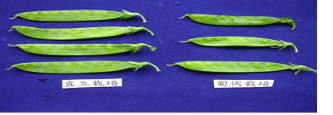 圖 1 不同栽培模式（直立式（左）與傳統匍匐式（右））之豌豆豆莢 