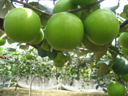 圖 1 棗為冬季具代表性水果之一，享有「臺灣蘋果」美譽 