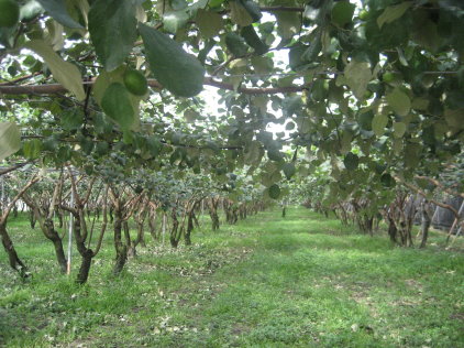 圖 2 棗每年主幹更新修剪並合理疏果，以網室栽培優質安全果品 