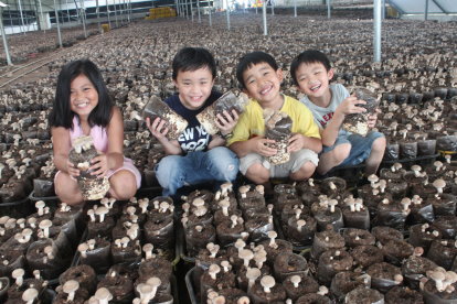 臺中市新社區香菇栽培設施一隅，青年農民下一代天真無邪的笑容，象徵未來無窮的希望（新社區農會提供）