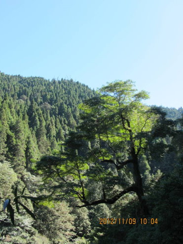 雲葉（陳淑芳 攝） 