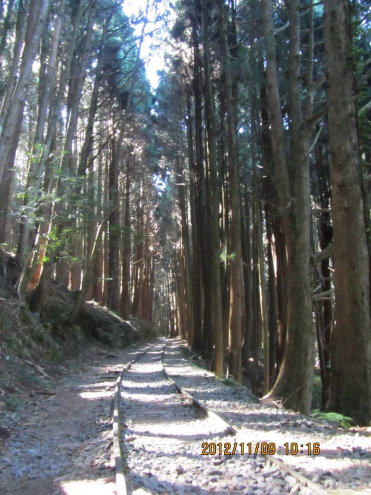 柳杉人工林與 水山支線舊軌道（陳淑芳 攝） 