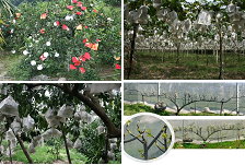 圖1 技術密集，精緻化經營