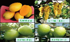 圖 3 品種改良，多樣化選擇 