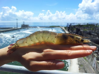 選用 SPF 無特定病原的種蝦(冠諭 提供) 選用 SPF 無特定病原的種蝦(冠諭 提供)