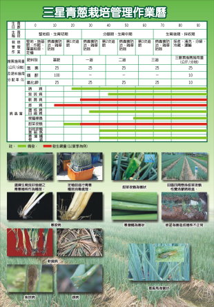 制定青蔥健康管理生產體系與田間管理標準作業流程，強化青蔥規格化、標準化生產管理（三星地區農會 提供）