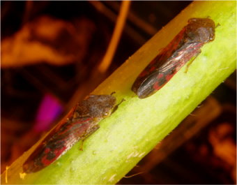 圖 1 美國的 PD 媒介昆蟲－褐透翅尖頭葉蟬之成蟲（左）與若蟲（右） 