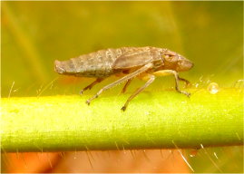 圖 1 美國的 PD 媒介昆蟲－褐透翅尖頭葉蟬之成蟲（左）與若蟲（右） 