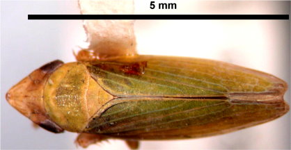 圖 2 美國的 PD 媒介昆蟲-綠尖頭葉蟬的成蟲 圖 2 美國的 PD 媒介昆蟲-綠尖頭葉蟬的成蟲