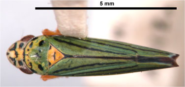 圖 3 美國的 PD 媒介昆蟲-藍綠尖頭葉蟬的成蟲 圖 3 美國的 PD 媒介昆蟲-藍綠尖頭葉蟬的成蟲
