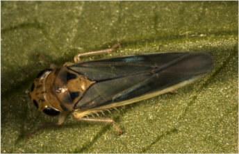 圖 4 臺灣的 PD 媒介昆蟲－白邊大葉蟬的成蟲（左）與第 5 齡若蟲（右） 