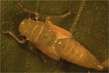 圖 4 臺灣的 PD 媒介昆蟲－白邊大葉蟬的成蟲（左）與第 5 齡若蟲（右） 