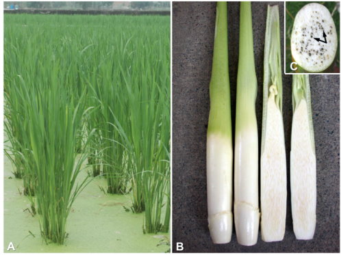 圖1 茭白植株(A)、茭白筍體(B)與茭白黑穗菌孢子堆(C,箭號所指處) 圖1 茭白植株(A)、茭白筍體(B)與茭白黑穗菌孢子堆(C,箭號所指處)