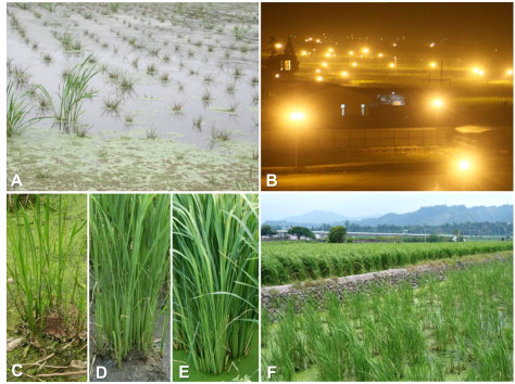 圖 3 茭白筍產期調控。 A :茭白矮化症發病情形(高者為正常植株); B :每年秋冬季時節可於埔里鎮看見一片燈海,乃是夜間照光可預防矮化症及進行產期調控。 C 、 D 、 E :利用採筍期後排水並割除地上部枝葉,可去除感染基腐病菌的枝葉,而地下部縮短莖可同期長出分蘗苗,可集中收穫期使一年增為三穫、 F :利用數塊農田分批管理,並調控產期則可週年生產茭白筍 圖 3 茭白筍產期調控。 A :茭白矮化症發病情形(高者為正常植株); B :每年秋冬季時節可於埔里鎮看見一片燈海,乃是夜間照光可預防矮化症及進行產期調控。 C 、 D 、 E :利用採筍期後排水並割除地上部枝葉,可去除感染基腐病菌的枝葉,而地下部縮短莖可同期長出分蘗苗,可集中收穫期使一年增為三穫、 F :利用數塊農田分批管理,並調控產期則可週年生產茭白筍