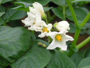 馬鈴薯種苗 4 號─花（左）、塊莖切面（中）、照光芽（右）