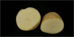 馬鈴薯種苗 4 號─花（左）、塊莖切面（中）、照光芽（右）