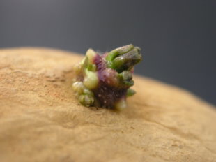 馬鈴薯種苗 4 號─花（左）、塊莖切面（中）、照光芽（右）