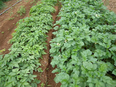 種苗 4 號（右）與克尼伯（左）─全株 