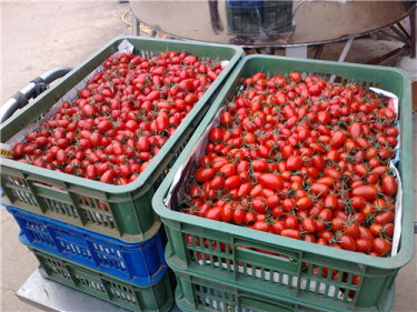 梁書鳴、李晨均夫婦種植小果番茄，今年八德市農會第4屆番茄節比賽冠軍 