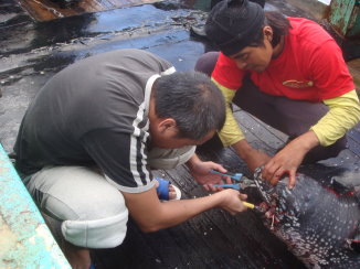 陳世文船長（左）正在為海龜進行除鈎 