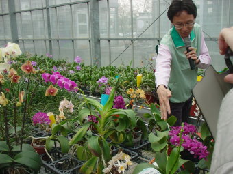 高雄場研究人員解說遠緣雜交蝴蝶蘭之試驗成果 