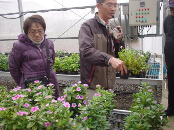 作物改良課研究人員介紹桃園場培育改良之日日春重瓣特有品種 