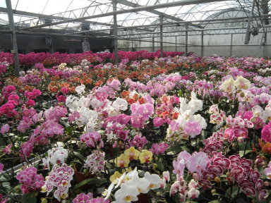 蘭園裡花團錦簇，全是董又銘辛苦配種而來 