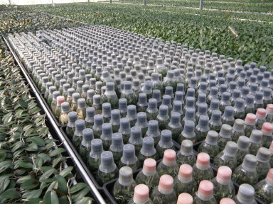 瓶裡花苗即將裝箱空運歐洲 