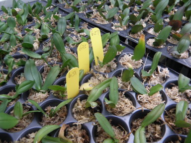 蘭園品種繁多，每棵花苗都插有標示註明 