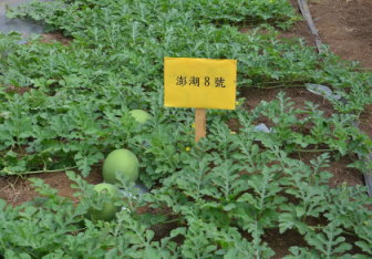 西瓜澎湖8號田間生長（左）及結果（右）情形