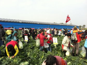 千人鮮採高麗菜