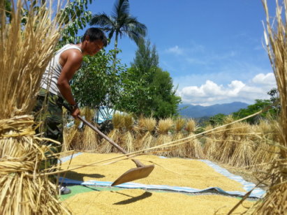 手工曬稻 手工曬稻